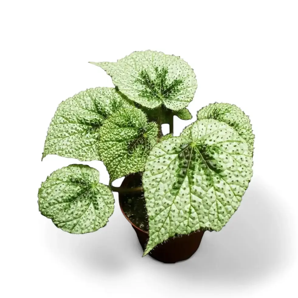 Begonia masoniana 'Tricolor'