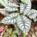 Potted Alocasia Silver Dragon