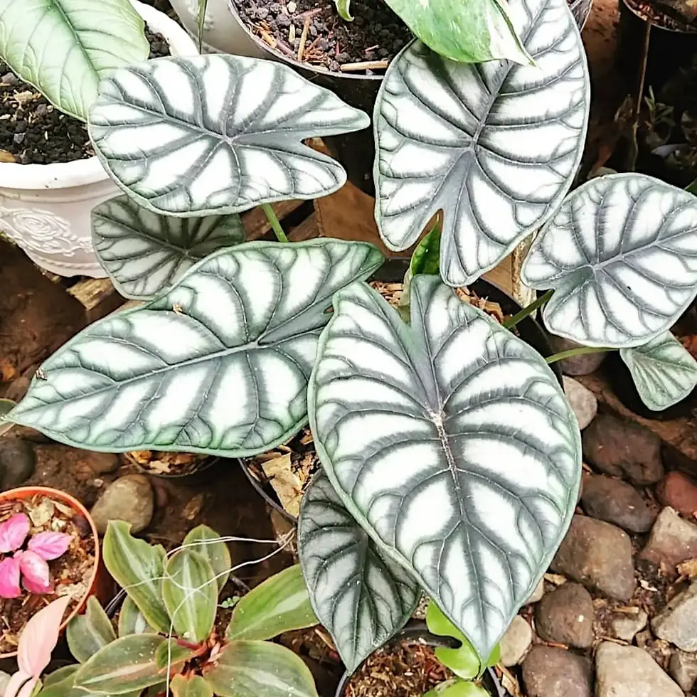 Potted Alocasia Silver Dragon