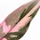 Miniaturbild: Philodendron 'Pink princess Marble'