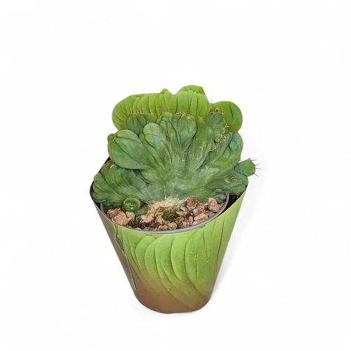 CraftA 花梨瘤 Echinopsis lageniformis f. monstruosa cristata - buy now