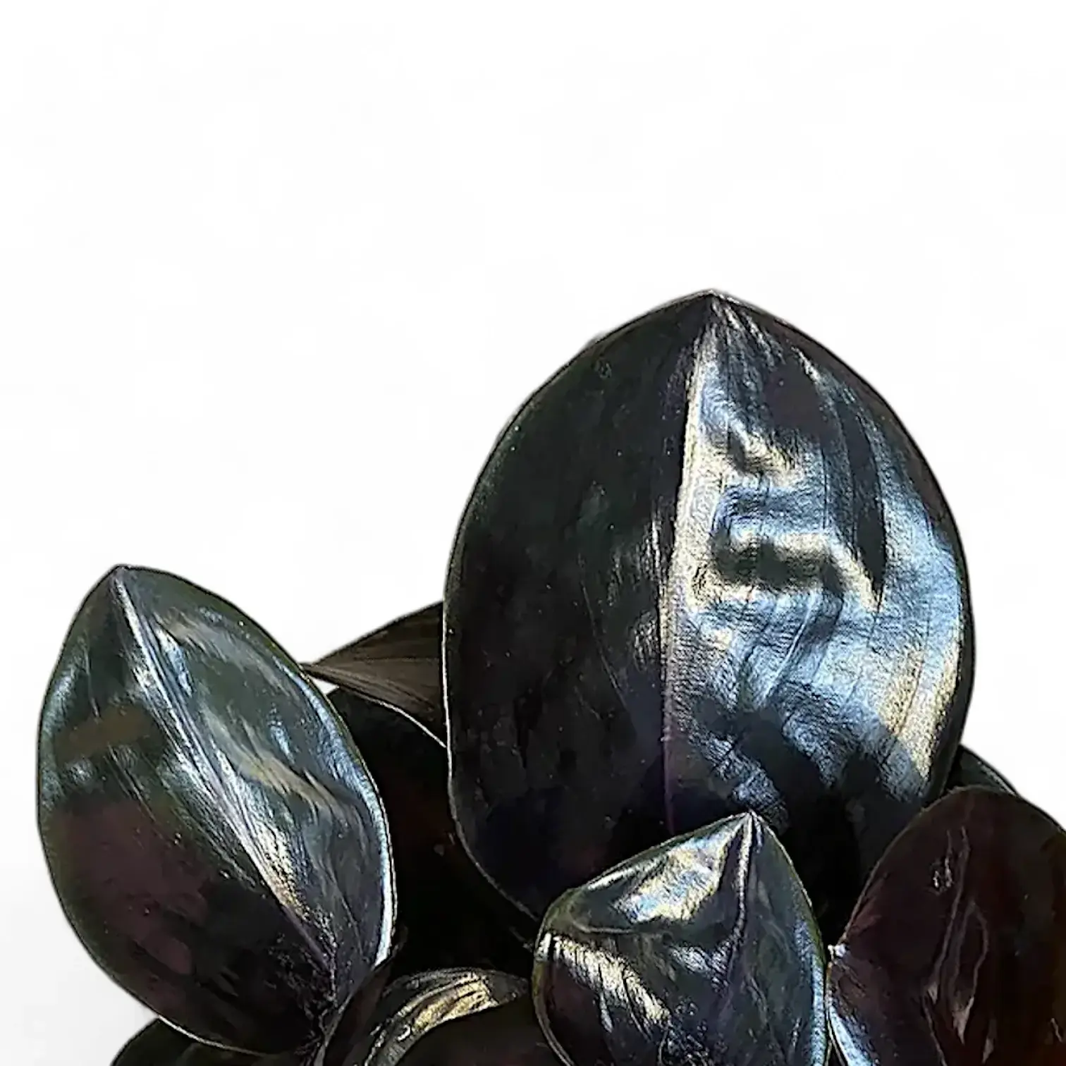 Geogenanthus ciliatus 'Midnight Pearl'