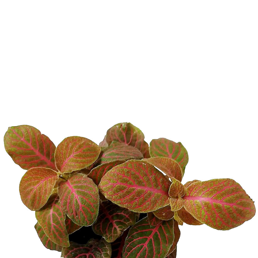 Fittonia albivenis 'Joly Josan Red'