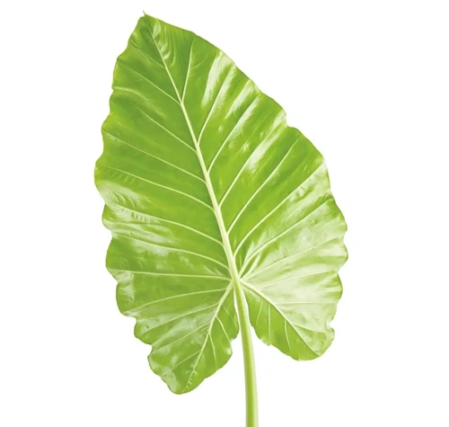 Zimmerpflanzen mit großen Blättern shop now at Foliage Factory online