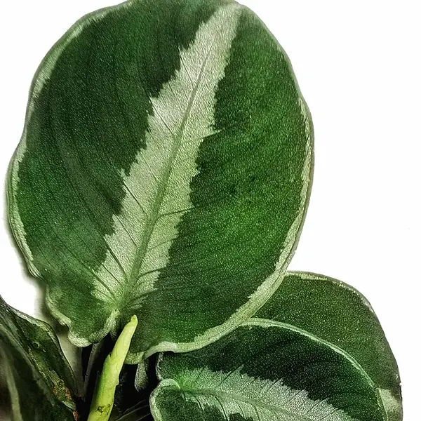 Schismatoglottis Bella