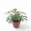 Thumbnail: Actiniopteris australis