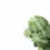 Thumbnail: Euphorbia fruticosa 'Inermis'