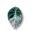 Miniaturbild: Alocasia reginula Pink Variegated