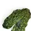 Thumbnail: Alocasia 'Yucatan princess'