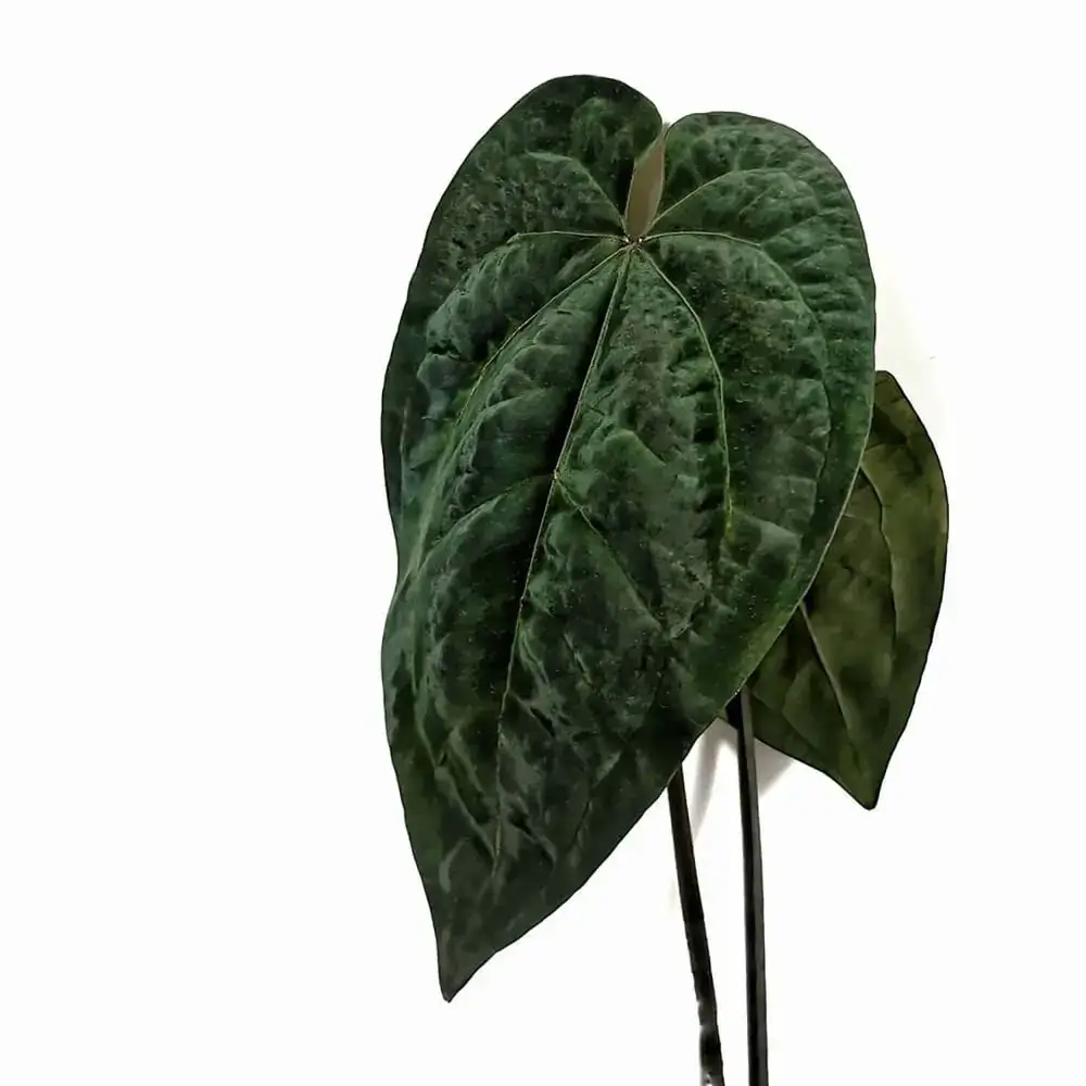anthurium ace of spades