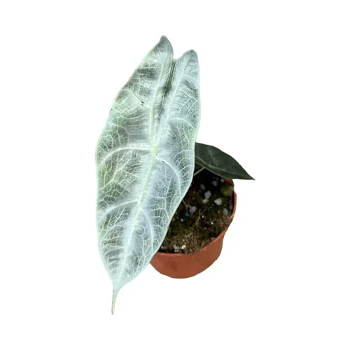 サービス1点　アロカシアalocasia longiloba miq var ALOCASIA LONGILOBA — Aroidpedia