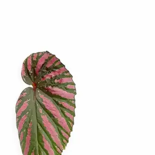 Metallisch pink grün gemusterte Blätter von Begonia brevirimosa.