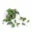 Thumbnail: Dischidia platyphylla