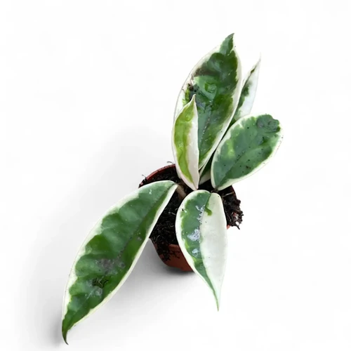 Hoya carnosa 'Suzie Q' | Buy Crinkled Variegated Wax Plant