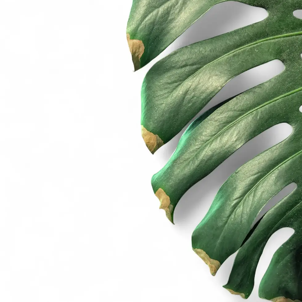 Monstera-deliciosa-Blatt mit braunen, trockenen Blattspitzen vor weißem Hintergrund