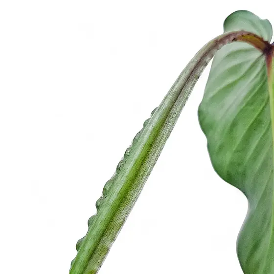 Philodendron alatiundulatum - Rare Winged Petiole Beauty
