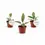 Thumbnail: Philodendron 'Florida bronze'