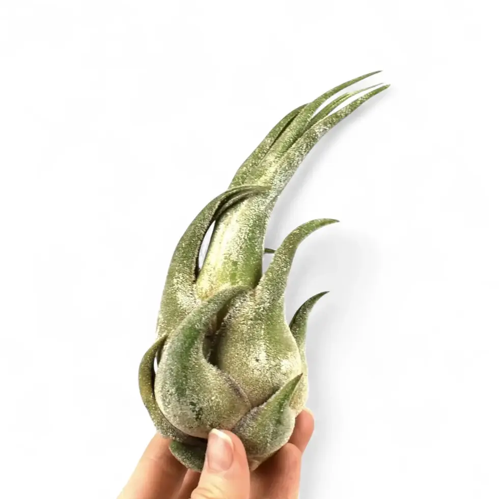 Tillandsia seleriana – Air Plant with Bulbous Base & Silvery