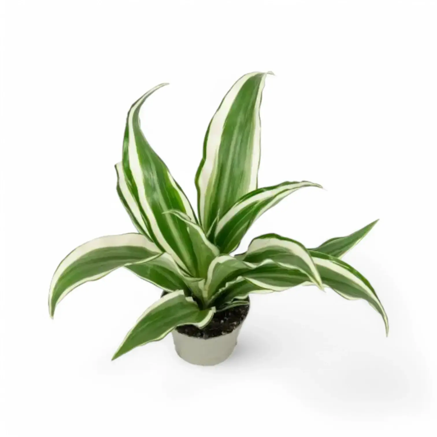 Dracaena fragrans ‘Warneckii’