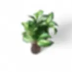 Hoya lacunosa ‘Bruno Tricolor’