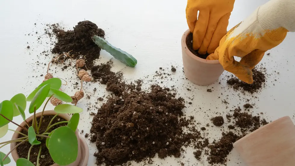 Behandschuhte Hände füllen Pflanzerde in einen Topf auf weißem Tisch, daneben eine Pilea peperomioides und eine Sukkulente.