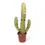 Miniaturbild: Euphorbia abyssinica var. erythraeae variegata
