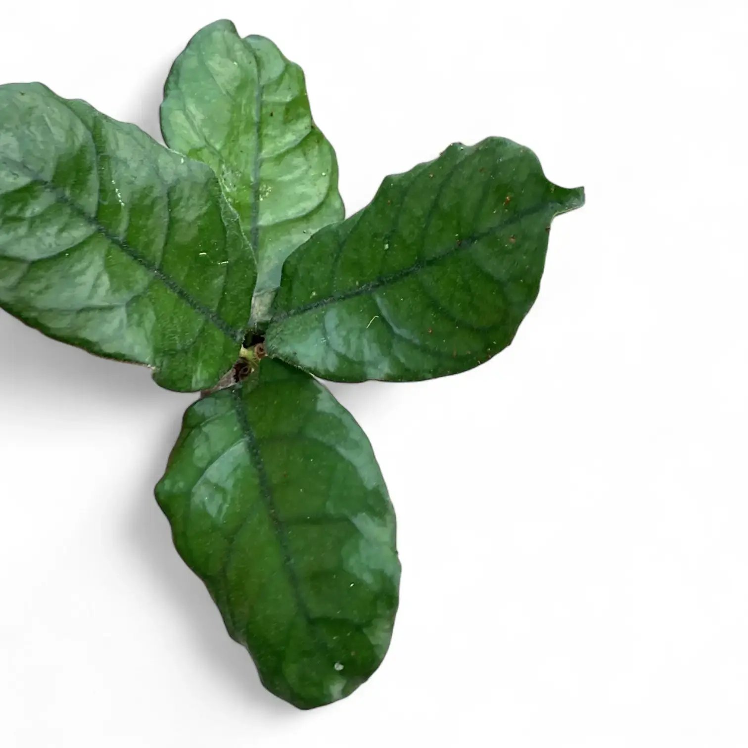 Hoya globulosa (villosa)