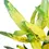 Thumbnail: Codiaeum variegatum 'Sunny Star'