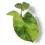 Thumbnail: Homalomena rubescens 'Aurea Variegata'