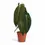Thumbnail: plant set: Velvety Philos