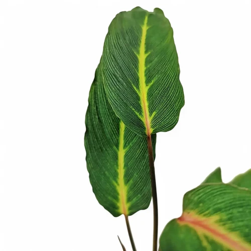 Homalomena sp. Papua - buy online at Foliage Factory Shop