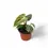 Thumbnail: Philodendron 'El Choco red' (Philodendron rubrijuvenile)