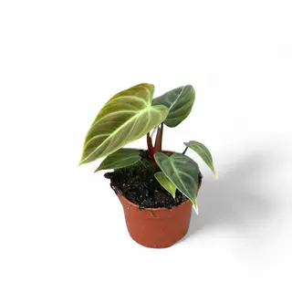 Philodendron rubrijuvenile ('El Choco Red') Foliage Factory