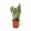Miniaturbild: Dracaena (Sansevieria) trifasciata 'Moonshine'