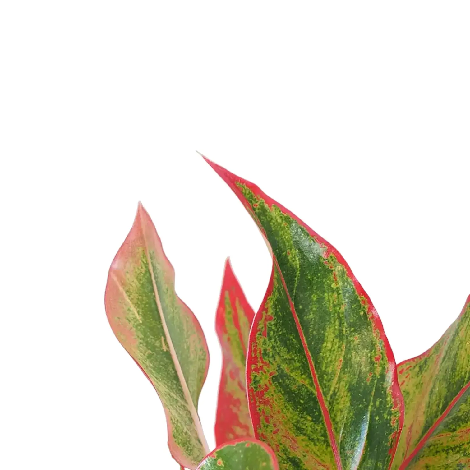 Aglaonema 'Crete' aka 'Siam Aurora' aka 'Jungle Red'