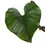 Miniaturbild: Philodendron squamiferum x serpens