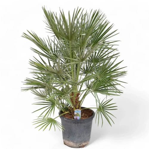 Chamaerops humilis – order online at Foliage Factory