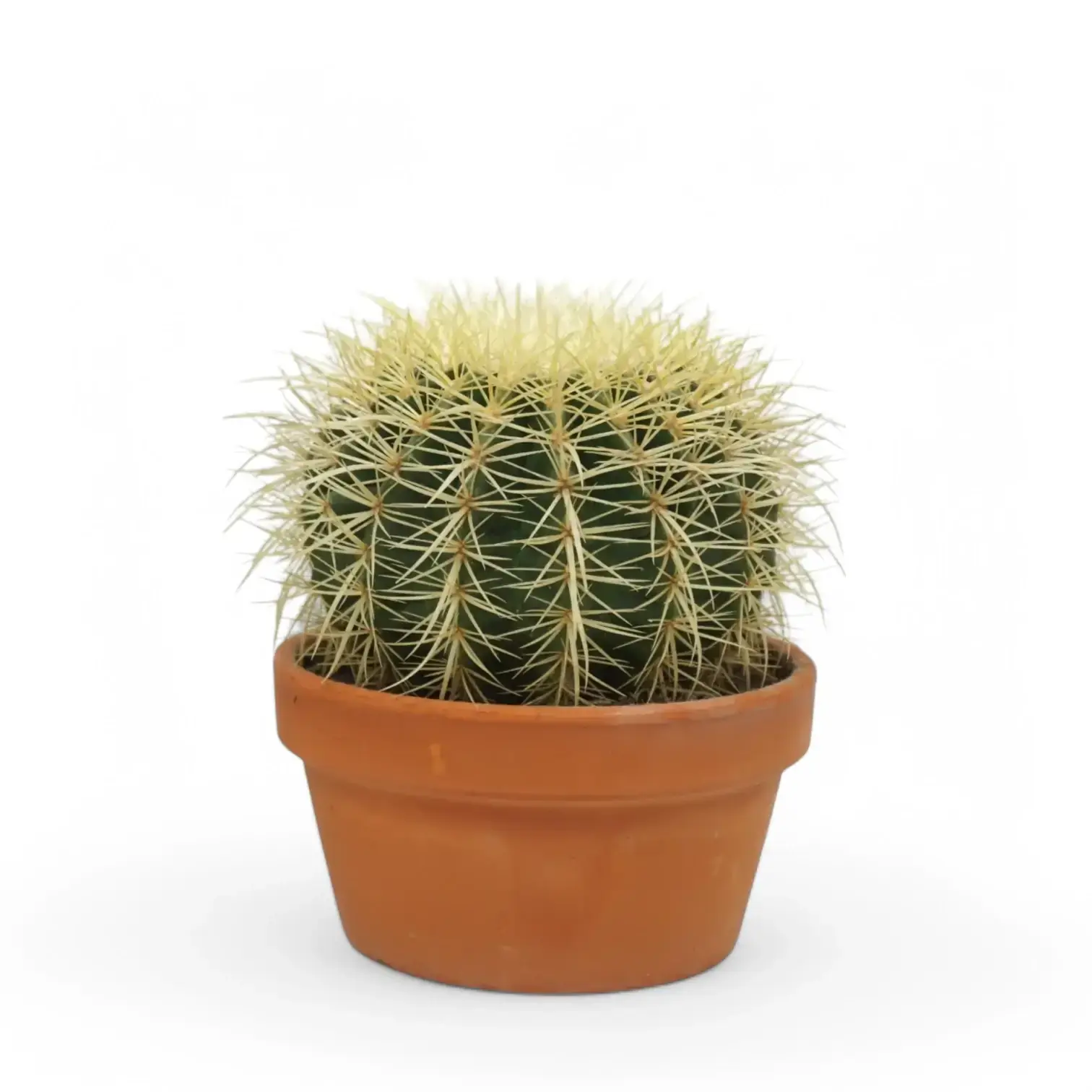 Kroenleinia grusonii