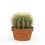 Thumbnail: Kroenleinia grusonii