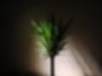A Dracaena plant placed in a low-light corner of a room, with its long, slender leaves reaching toward the nearest light source.