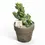 Thumbnail: Echinopsis lageniformis f. monstruosa cristata