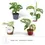 Thumbnail: plant set: Adansonii Babies