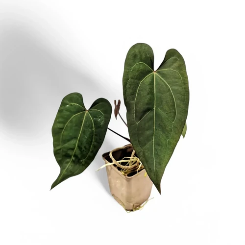 Anthurium papillilaminum x 'Ace of Spades' - Foliage Factory