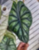 Hand holding a large Alocasia Dragon Scale leaf showing quilted surface.
