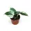 Thumbnail: Philodendron hederaceum var. oxycardium variegata
