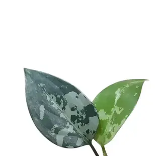 Silbrig grüne panaschierte Blätter von Aglaonema pumilum.