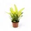 Thumbnail: Codiaeum variegatum 'Sunny Star'