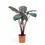 Thumbnail: Alocasia 'Yucatan princess'