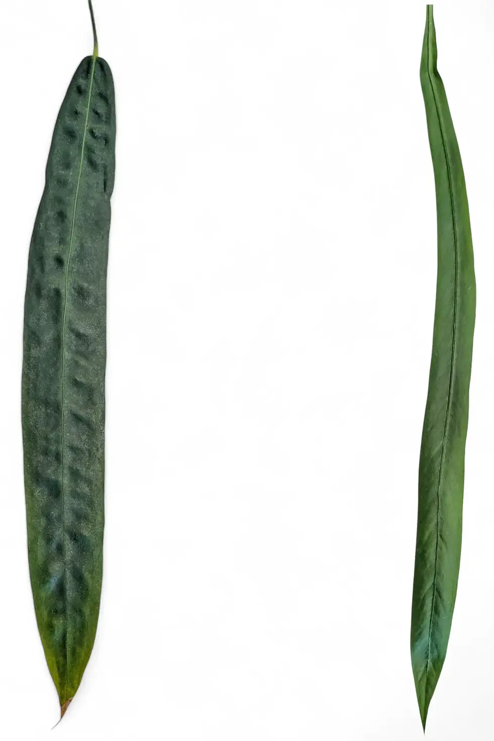 Pendent foliage of Anthurium wendlingerii and Anthurium vittarifolium
