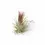 Thumbnail: Tillandsia